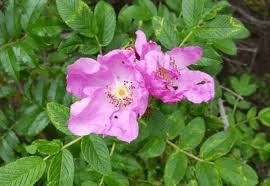 An image of a pink flower